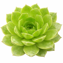 Sempervivum heuffelii 'Red Charm'