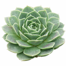 Sempervivum heuffelii 'Purple Haze'