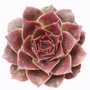 Sempervivum heuffelii 'Toronto'