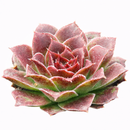 Sempervivum heuffelii 'Toronto'