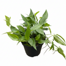 buy pothos skeleton key live houseplant 8" pot online, showstopping mature fenestrated epipremnum pinnatum skeleton key, dramatic dark green deeply lobed leaves with glossy finish, vigorous climbing and trailing growth form, air purifying tropical houseplant, bold architectural focal point for large indoor spaces, exceptional rare collector plant gift