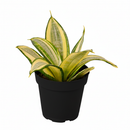 buy snake plant gold hahnii sansevieria live houseplant 6" pot online, dense spiraling leaf rosette, thick water-storing succulent leaves, striking gold margins with dark green centers, air purifying low light tolerant plant, elegant architectural accent for home or office, ideal gift for beginner or busy plant parent