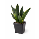 6" pot snake 'fabi' sansevieria live houseplant for sale, rich dark green banded leaves edged in creamy white to pale yellow, thick succulent canoe-shaped foliage with slight inward curve, slow-growing and well suited to pots and containers, highly resilient and pest-hardy with minimal care needs, bold architectural accent for entryways and living spaces, an impressive and lasting gift for any plant enthusiast