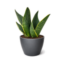 6" pot snake 'fabi' sansevieria live houseplant for sale, rich dark green banded leaves edged in creamy white to pale yellow, thick succulent canoe-shaped foliage with slight inward curve, slow-growing and well suited to pots and containers, highly resilient and pest-hardy with minimal care needs, bold architectural accent for entryways and living spaces, an impressive and lasting gift for any plant enthusiast