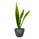8" pot snake plant sansevieria laurentii live houseplant for sale, white cylinder planter housing a full mature rosette of tall sword-shaped leaves with vivid yellow edges and dark green banding, impressive upright columnar presence, virtually indestructible long-lived succulent, elegant air purifying floor plant for modern or minimalist interior decor, truly unforgettable plant gift for any home