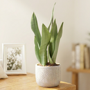 Striking foliage Houseplant for Decor Ideas, Moonshine Snake Plant Easy to Care for, Best Plant for Beginners, Buy 6 inch Silver Snake Plant online