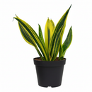 6" pot snake plant sansevieria gold flame live houseplant for sale, bold golden yellow striped leaves with deep forest green outer edges, upright vase-forming rosette with slow steady growth, rare air-purifying indoor succulent with vivid year-round color, tolerates neglect low light and dry heated indoor air, striking architectural floor or corner plant for modern decor, exceptional gift plant for collectors and plant lovers alike