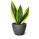 6" pot snake plant sansevieria gold flame live houseplant for sale, bold golden yellow striped leaves with deep forest green outer edges, upright vase-forming rosette with slow steady growth, rare air-purifying indoor succulent with vivid year-round color, tolerates neglect low light and dry heated indoor air, striking architectural floor or corner plant for modern decor, exceptional gift plant for collectors and plant lovers alike