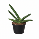 4" pot snake plant sansevieria starfish live houseplant for sale, fan-shaped arrangement of stout cylindrical green leaves, bold dark green bands on firm succulent spears, air purifying and drought tolerant, grows beautifully in indirect light with minimal care, elegant architectural accent for modern interiors, a lasting and unique gift for plant lovers