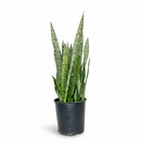buy snake plant sansevieria zeylanica live houseplant nursery pot online, full plant view showing dense upright rosette of sword-like dark green leaves with creamy horizontal stripes, compact narrow footprint, thrives in low to bright indirect light, low-water evergreen air purifier, versatile architectural decor for any interior style, a perfect gift that grows for decades