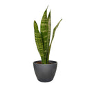 buy snake plant sansevieria zeylanica live houseplant nursery pot online, full plant view showing dense upright rosette of sword-like dark green leaves with creamy horizontal stripes, compact narrow footprint, thrives in low to bright indirect light, low-water evergreen air purifier, versatile architectural decor for any interior style, a perfect gift that grows for decades