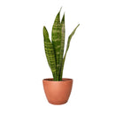 buy snake plant sansevieria zeylanica live houseplant nursery pot online, full plant view showing dense upright rosette of sword-like dark green leaves with creamy horizontal stripes, compact narrow footprint, thrives in low to bright indirect light, low-water evergreen air purifier, versatile architectural decor for any interior style, a perfect gift that grows for decades