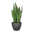 buy snake plant sansevieria zeylanica live houseplant nursery pot online, full plant view showing dense upright rosette of sword-like dark green leaves with creamy horizontal stripes, compact narrow footprint, thrives in low to bright indirect light, low-water evergreen air purifier, versatile architectural decor for any interior style, a perfect gift that grows for decades