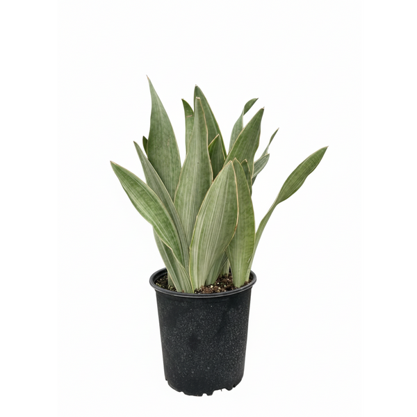 sansevieria metallica vs sayuri Sansevieria Sayuri Live Plant - Silver Metallica Snake Plant - 4" or 6" Pot
