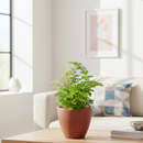 buy maidenhair fern live houseplant 6" pot nursery pot online, lush layered fan shaped green leaflets, wispy black wiry stems, soft cascading texture, thrives in terrariums and humid rooms, traditional medicinal heritage, an enchanting botanical display piece for any indoor jungle, a stunning and pet safe gift for any occasion