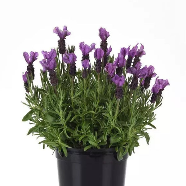 where to buy spanish lavender plants Spanish Lavender - Purple Flowering Plants for Home, Garden Decoration