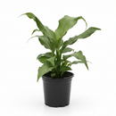 4" pot spathiphyllum 'platinum mist' live houseplant for sale, consistent silver-white glow across glossy leaves, clumping non-trailing growth habit, spring through fall bloomer, formaldehyde-filtering air purifier, a serene and luminous addition to any bedroom or living space, an exceptional gift for anyone who loves rare plants