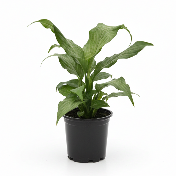 peace lily platinum Spathiphyllum 'Platinum Mist' | Rare Silvery Peace Lily | Live Indoor Plant