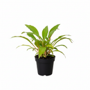 Spider Plant ‘Fire Flash’ live plant for sale, Chlorophytum orchidastrum Fire Flash easy care indoor plant, rare spider plant Fire Flash with vibrant orange center stems, Spider Plant Fire Flash tropical houseplant for modern home decor