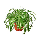 curly spider plant for sale (near me), buy bonnie curly spider plant, chlorophytum comosum, hanging spider plant, spider plant hanging basket, spider plant clean air, spider plant air purifying, best house plant for clean air, curly leaf spider plant, indoor hanging plant, indoor plant hanging ideas - easy care house plant