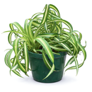 curly spider plant for sale (near me), buy bonnie curly spider plant, chlorophytum comosum, hanging spider plant, spider plant hanging basket, spider plant clean air, spider plant air purifying, best house plant for clean air, curly leaf spider plant, indoor hanging plant, indoor plant hanging ideas - easy care house plant