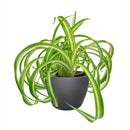 curly spider plant for sale (near me), buy bonnie curly spider plant, chlorophytum comosum, hanging spider plant, spider plant hanging basket, spider plant clean air, spider plant air purifying, best house plant for clean air, curly leaf spider plant, indoor hanging plant, indoor plant hanging ideas - easy care house plant