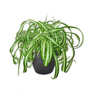curly spider plant for sale (near me), buy bonnie curly spider plant, chlorophytum comosum, hanging spider plant, spider plant hanging basket, spider plant clean air, spider plant air purifying, best house plant for clean air, curly leaf spider plant, indoor hanging plant, indoor plant hanging ideas - easy care house plant
