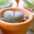 Split Rock Pleiospilos Nelii Cactus