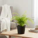 buy fern 'sprengeri' live houseplant 10" pot online, full mature trailing specimen with rich emerald feathery fronds, wide spreading bushy growth, striking bohemian texture, low-maintenance indoor plant for large spaces, stunning statement piece for living rooms and covered patios, an impressive gift for home decor lovers