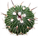 Stenocactus multicostatus Brain Cactus