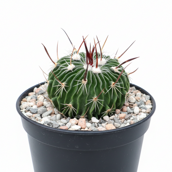 Stenocactus multicostatus – Brain Cactus | Rare Ribbed Wave Cactus