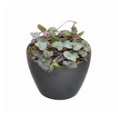 Buy an 8-pack of 4" live plants online. Choose eight plants of your choice to create a lush and diverse collection in 4" pots. Perfect for filling larger spaces, decorating your home or office, and growing your plant collection.