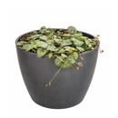 Buy an 8-pack of 4" live plants online. Choose eight plants of your choice to create a lush and diverse collection in 4" pots. Perfect for filling larger spaces, decorating your home or office, and growing your plant collection.