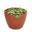 Buy an 8-pack of 4" live plants online. Choose eight plants of your choice to create a lush and diverse collection in 4" pots. Perfect for filling larger spaces, decorating your home or office, and growing your plant collection.
