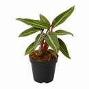 6 inch Stromanthe Sanguinea in black plastic pot, large colorful houseplants, decorative 6 inch indoor plants