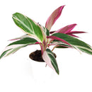 calathea triostar, calathea stromanthe triostar, stromanthe sanguinea triostar, stromanthe sanguinea triostar near me, stromanthe sanguinea triostar for sale, stromanthe sanguinea triostar in ca, tropical indoor plant, pink tropical plant
