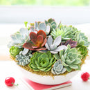 Succulent Arrangement in 9in Round Plastic Planter for sale. A low-maintenance succulent garden that makes a thoughtful gift for plant lovers and home decor enthusiasts.