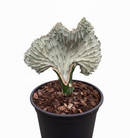 6" pot euphorbia lactea ghost cactus live cactus for sale, creamy white pale stem with greyish-green speckled detail, upright branching candelabra architecture, distinctive sharp black spines along ridged edges, drought tolerant slow-growing rare succulent, bold focal point plant for bright indoor rooms or sunny patios, exceptional collector plant gift