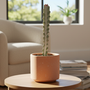 Succulent Euphorbia 'Dragon Bone', buy unique succulents online, rare live plants, small indoor plants