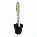 Succulent Euphorbia 'Dragon Bone', buy unique succulents online, rare live plants, small indoor plants