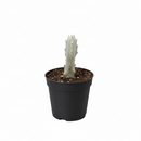 Succulent Euphorbia 'Dragon Bone', buy unique succulents online, rare live plants, small indoor plants
