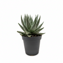 4 inch succulent haworthia savanna live air plant for sale, exquisite pale green foliage with prominent white stripes and pearl-like nodules creating textural detail, dense symmetrical growth reaching mature height of 6 inches, slow-growing nature makes it perfect for long-term container cultivation, thrives with bright light and monthly watering, sophisticated succulent for contemporary living spaces, memorable plant gift for discerning gardeners