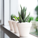Haworthia Zebra - Haworthia fasciata Plant