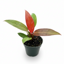 buy philodendron 'sun red' live houseplant 4" pot online, sunset-hued juvenile leaves in brilliant red maturing to deep green creating living gradient effect, thick smooth glossy texture, upright self-heading philodendron selloum cultivar, low-maintenance and beginner friendly, bold colorful indoor accent plant, cherished gift for any occasion