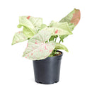 buy syngonium 'milk confetti' live houseplant 4" pot online, lush arrowhead leaves in pale green generously speckled with blush pink and creamy white variegation, upright clumping and trailing growth habit suits both pots and hanging baskets, rare variegated syngonium podophyllum cultivar with easy care requirements, thrives in bright indirect light with moderate humidity, a striking and artful bohemian decor plant, an exceptional and rare gift for any indoor plant enthusiast