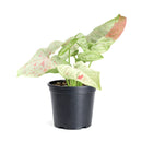 buy syngonium 'milk confetti' live houseplant 4" pot online, lush arrowhead leaves in pale green generously speckled with blush pink and creamy white variegation, upright clumping and trailing growth habit suits both pots and hanging baskets, rare variegated syngonium podophyllum cultivar with easy care requirements, thrives in bright indirect light with moderate humidity, a striking and artful bohemian decor plant, an exceptional and rare gift for any indoor plant enthusiast