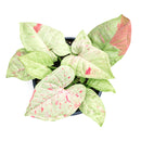 buy syngonium 'milk confetti' live houseplant 4" pot online, lush arrowhead leaves in pale green generously speckled with blush pink and creamy white variegation, upright clumping and trailing growth habit suits both pots and hanging baskets, rare variegated syngonium podophyllum cultivar with easy care requirements, thrives in bright indirect light with moderate humidity, a striking and artful bohemian decor plant, an exceptional and rare gift for any indoor plant enthusiast
