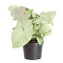 buy syngonium 'milk confetti' live houseplant 4" pot online, lush arrowhead leaves in pale green generously speckled with blush pink and creamy white variegation, upright clumping and trailing growth habit suits both pots and hanging baskets, rare variegated syngonium podophyllum cultivar with easy care requirements, thrives in bright indirect light with moderate humidity, a striking and artful bohemian decor plant, an exceptional and rare gift for any indoor plant enthusiast