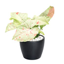 buy syngonium 'milk confetti' live houseplant 4" pot online, lush arrowhead leaves in pale green generously speckled with blush pink and creamy white variegation, upright clumping and trailing growth habit suits both pots and hanging baskets, rare variegated syngonium podophyllum cultivar with easy care requirements, thrives in bright indirect light with moderate humidity, a striking and artful bohemian decor plant, an exceptional and rare gift for any indoor plant enthusiast