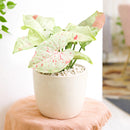 buy syngonium 'milk confetti' live houseplant 4" pot online, lush arrowhead leaves in pale green generously speckled with blush pink and creamy white variegation, upright clumping and trailing growth habit suits both pots and hanging baskets, rare variegated syngonium podophyllum cultivar with easy care requirements, thrives in bright indirect light with moderate humidity, a striking and artful bohemian decor plant, an exceptional and rare gift for any indoor plant enthusiast